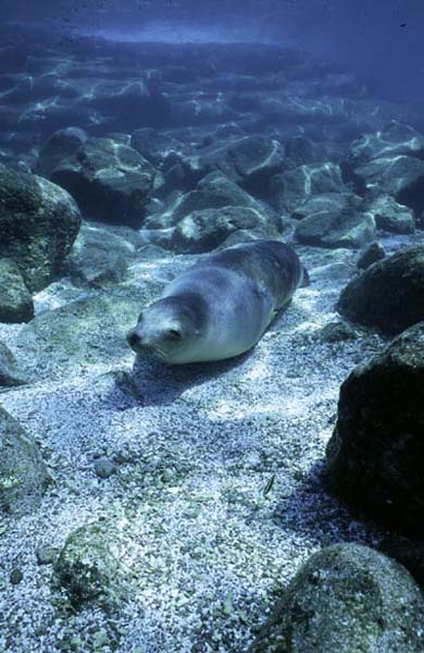 sealion_lapaz0902