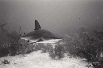 shark6