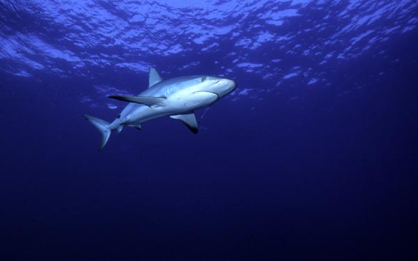 shark7_0303