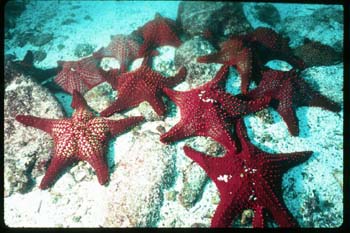 starfishes