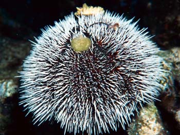 urchin