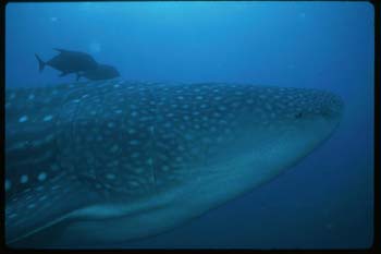 whaleshark1