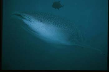 whaleshark5