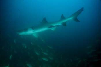 whitetip