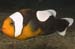 IMG_2966_clownfish