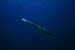 needlefish