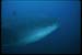 whaleshark2